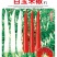 白玉米椒白米椒白朝天椒种子一包5克正品包邮