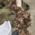 野生土茯苓