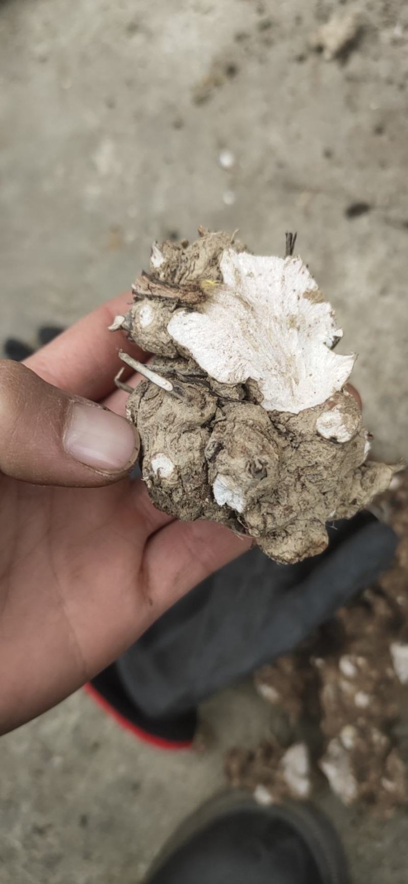 野生土茯苓