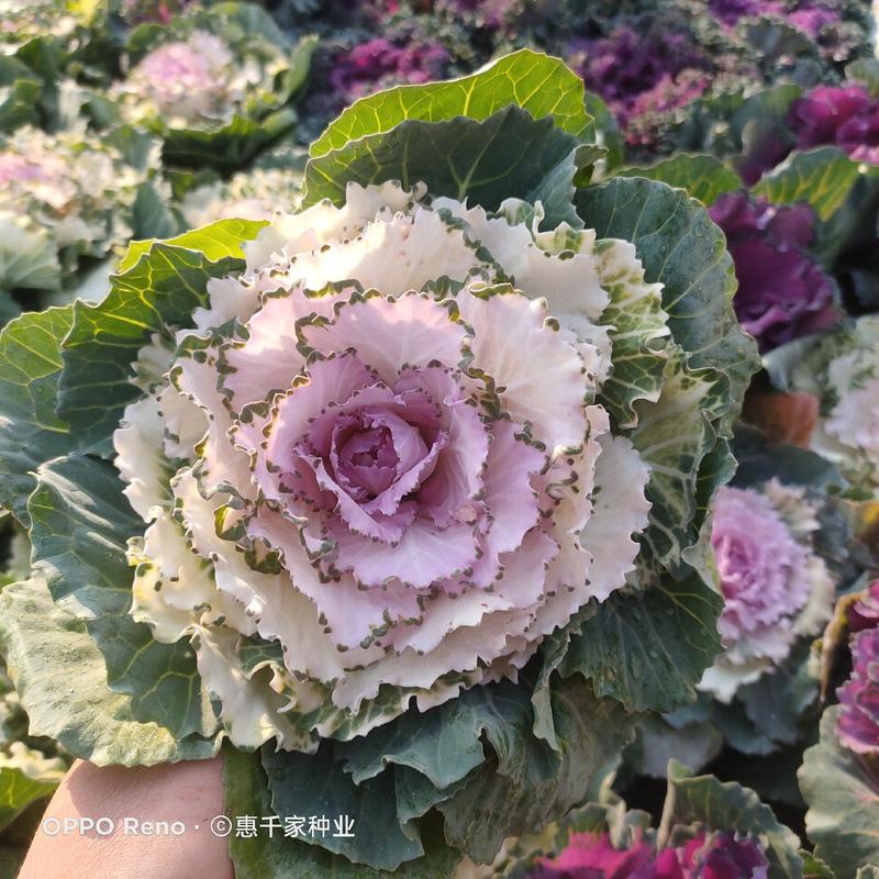 新型羽衣甘蓝种子花卉观赏食用紫色蔬菜籽苗四季播阳台盆栽