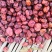 烂枣浆枣打枣泥打枣浆打枣汁专用金丝小枣