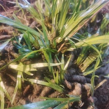 供应陕西秦岭石菖蒲苗野生石菖蒲苗0.3一苗