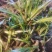 供应陕西秦岭石菖蒲苗野生石菖蒲苗0.3一苗