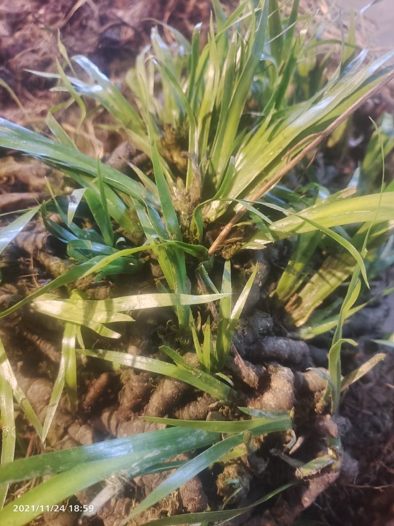 供应陕西秦岭石菖蒲苗野生石菖蒲苗0.3一苗