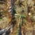供应陕西秦岭石菖蒲苗野生石菖蒲苗0.3一苗