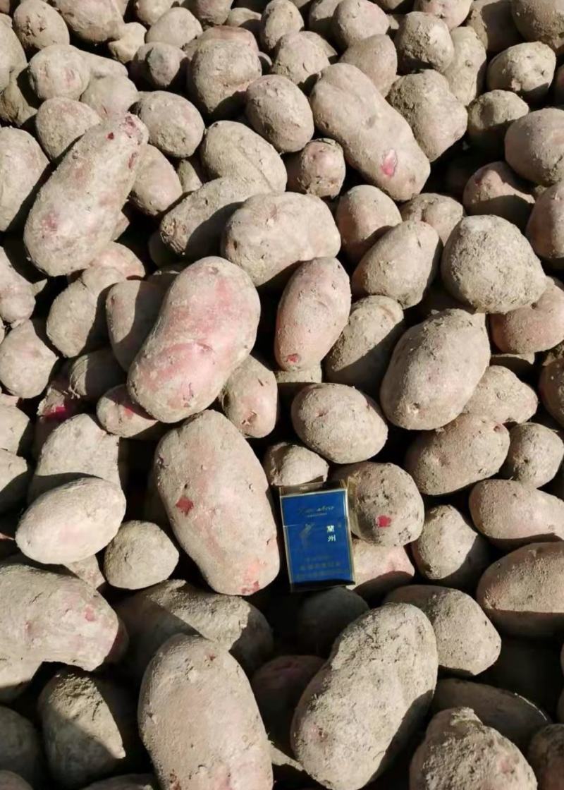 青薯9号精品土豆，4两起步一手货源，基地直发