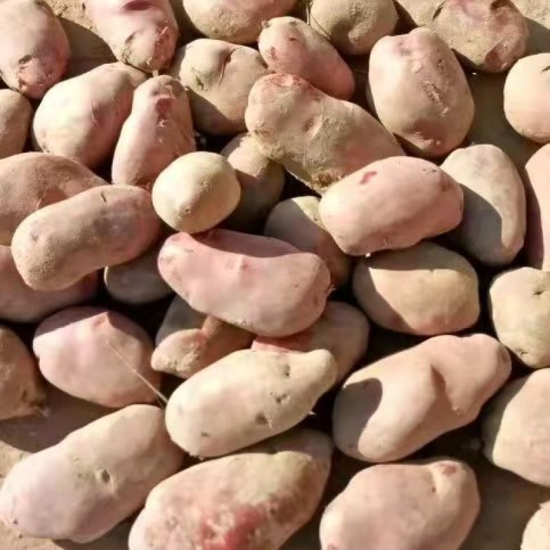 青薯9号精品土豆，4两起步一手货源，基地直发