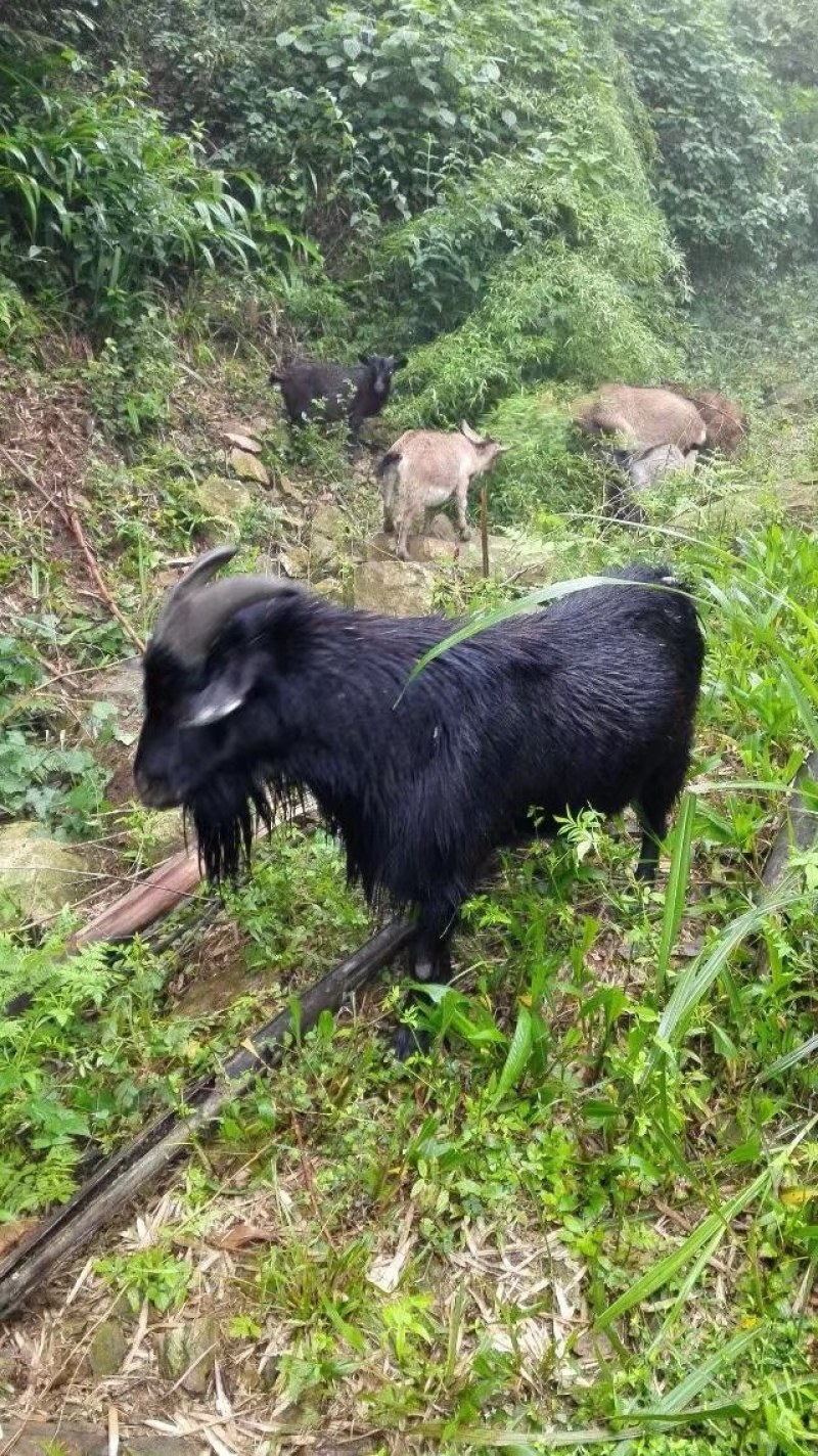 黑山羊养殖户