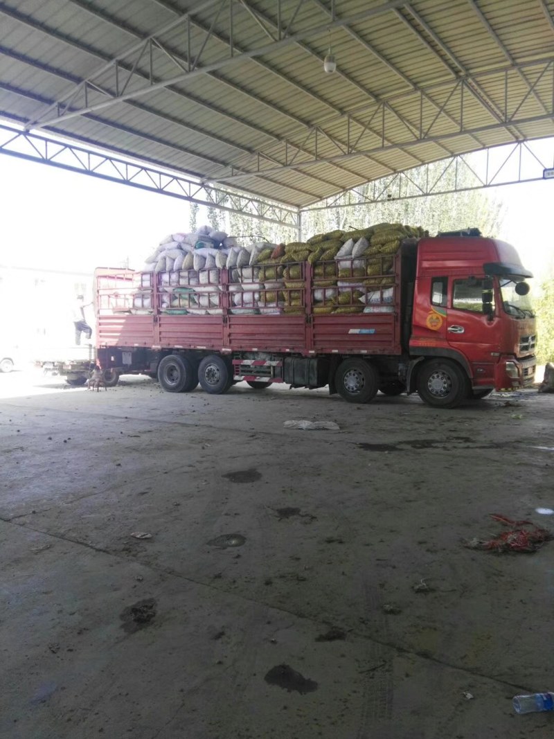 薄皮纸皮干核桃产地发货大量供应规格品种齐全