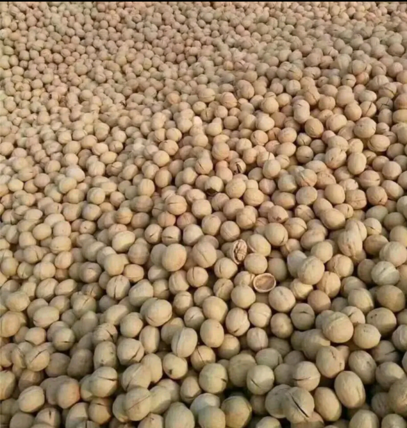 薄皮纸皮干核桃产地发货大量供应规格品种齐全