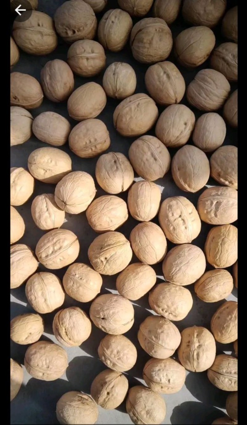 纸皮核桃大量批发供应产地发货低价出售质量高