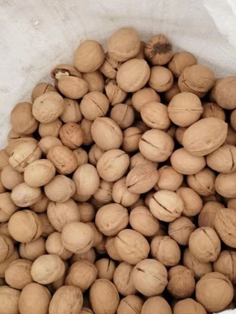 纸皮核桃大量批发供应产地发货低价出售质量高