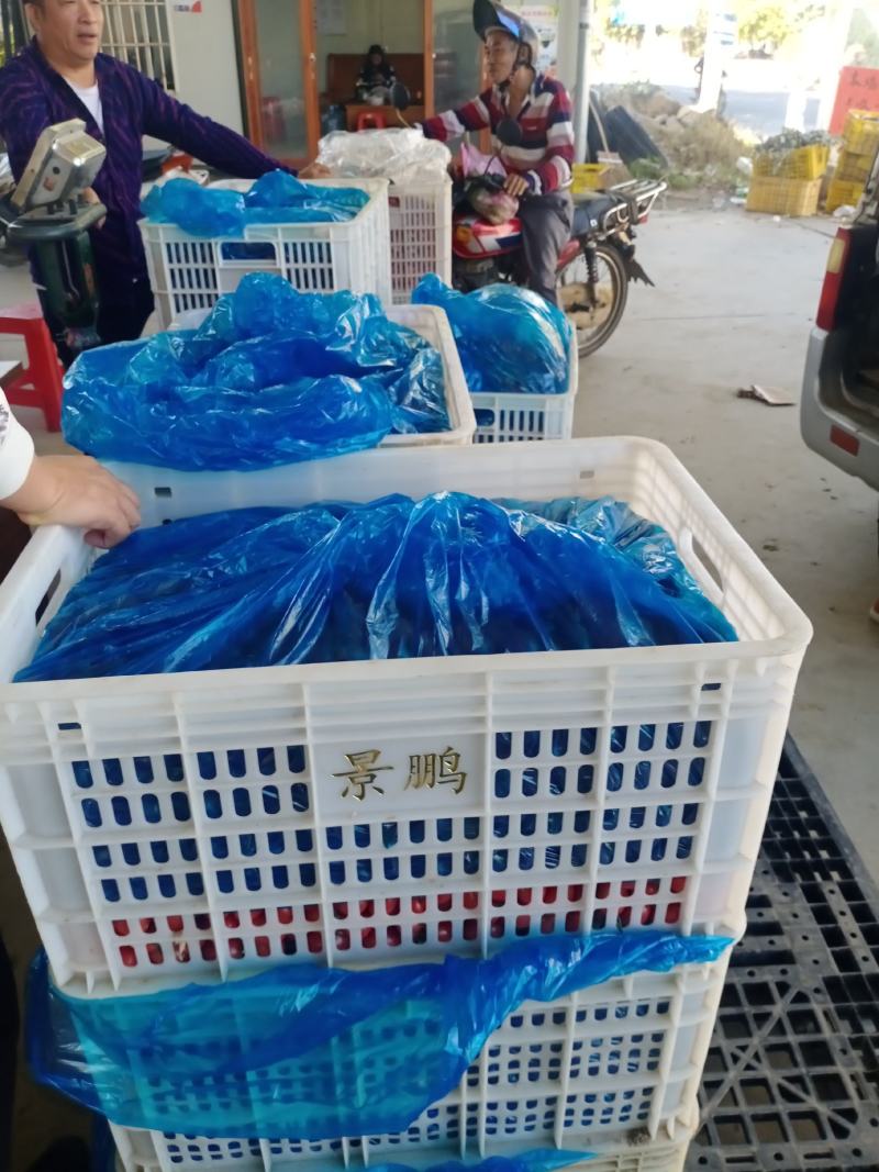千禧圣女果