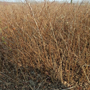红叶小檗江苏省宿迁沭阳县基地大量供应无中介商无中介商