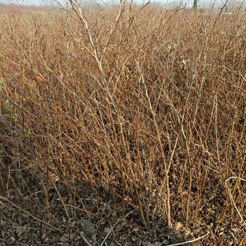 红叶小檗江苏省宿迁沭阳县基地大量供应无中介商无中介商