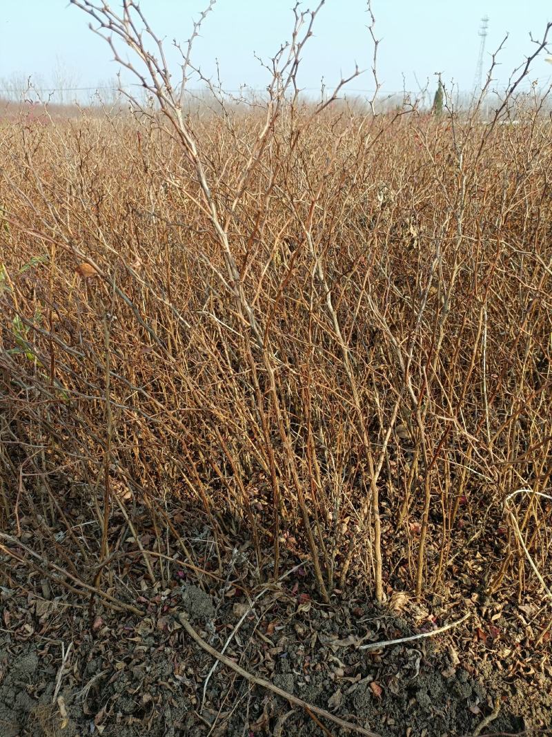 红叶小檗江苏省宿迁沭阳县基地大量供应无中介商无中介商