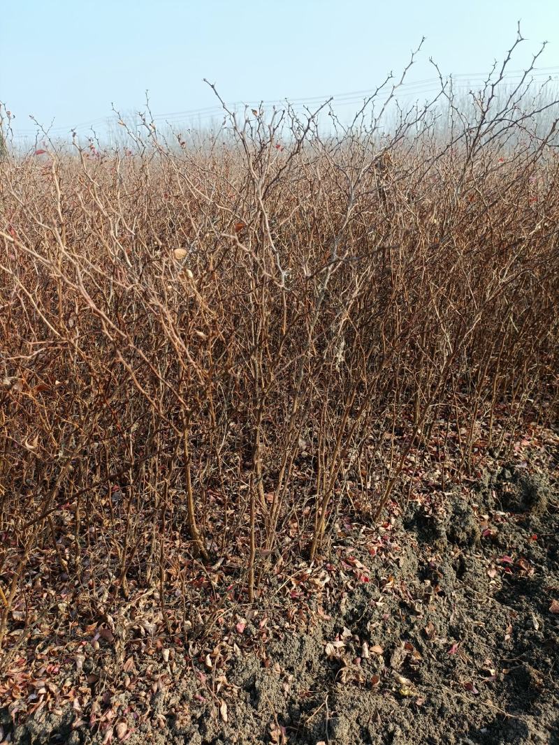 红叶小檗江苏省宿迁沭阳县基地大量供应无中介商无中介商