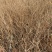 红叶小檗江苏省宿迁沭阳县基地大量供应无中介商无中介商