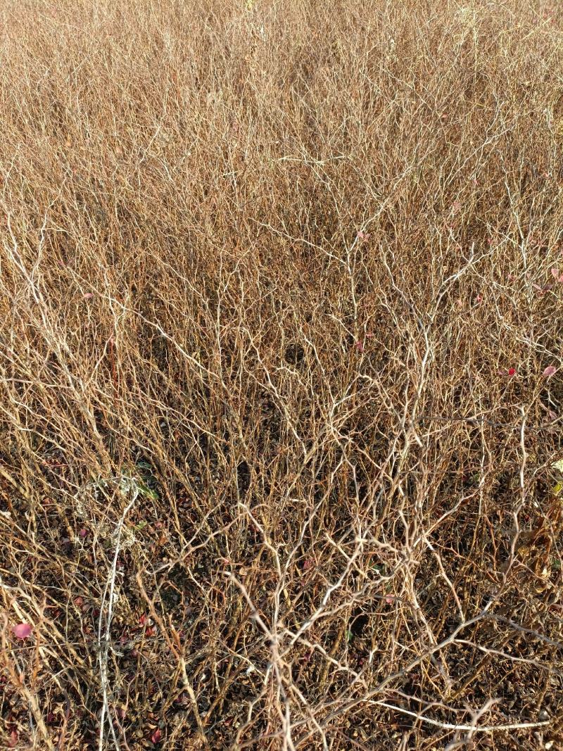 红叶小檗江苏省宿迁沭阳县基地大量供应无中介商无中介商