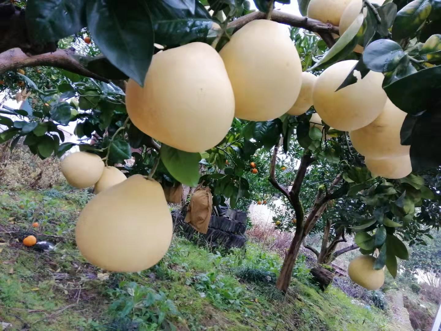 沙田柚果园秋季丰收景象
