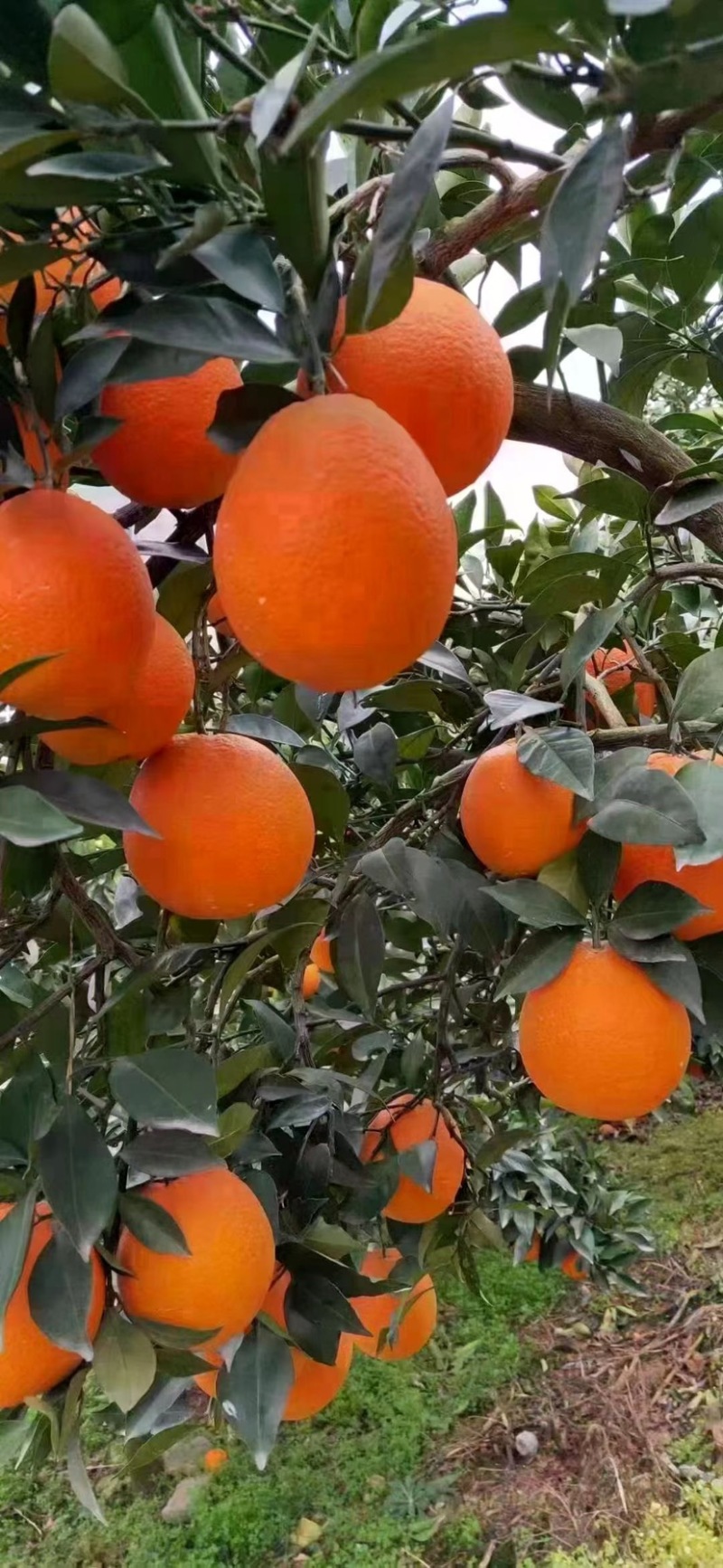 自家水果，零售，批发