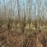 紫叶李江苏省沭阳县基地大量供应无中介商赚差价