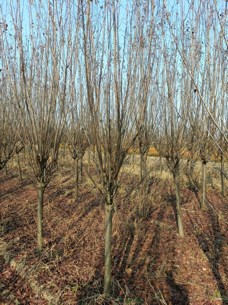紫叶李江苏省沭阳县基地大量供应无中介商赚差价