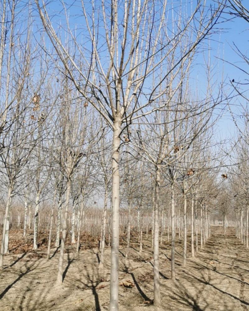 河北杜仲杜仲基地保定杜仲10公分杜仲
