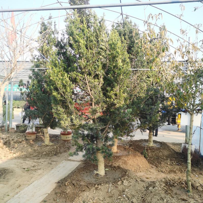 造型罗汉松江苏沭阳直发无中间商有需要的联系我