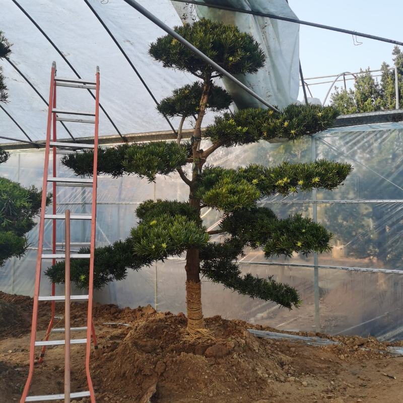 造型罗汉松江苏沭阳直发无中间商有需要的联系我