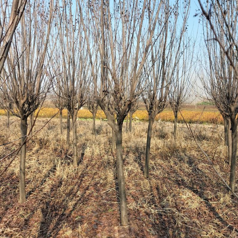 江苏省沐阳县凤里绿化苗木基地直发无中间商，大小规格齐全