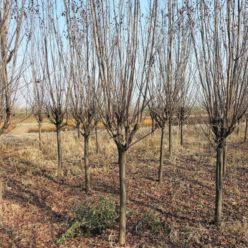江苏省沐阳县凤里绿化苗木基地直发无中间商，大小规格齐全