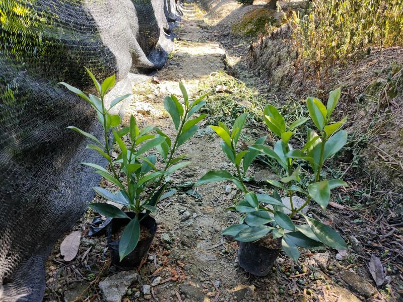 非洲茉莉七斤袋，高度35~30cm，有球形销售