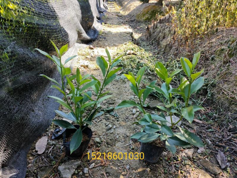 非洲茉莉七斤袋，高度35~30cm，有球形销售