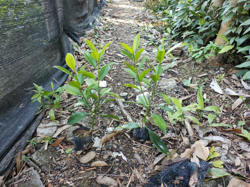 非洲茉莉七斤袋，高度35~30cm，有球形销售