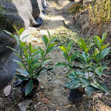 非洲茉莉七斤袋，高度35~30cm，有球形销售