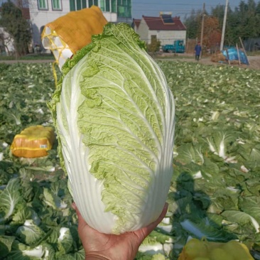 优质黄心大白菜