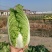 优质黄心大白菜