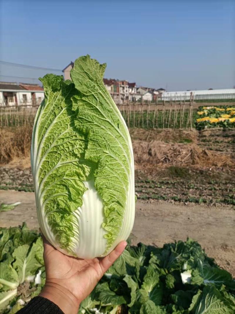 优质黄心大白菜