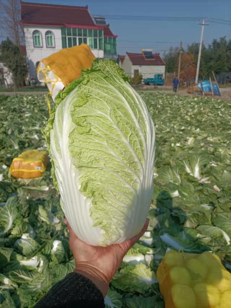 优质黄心大白菜