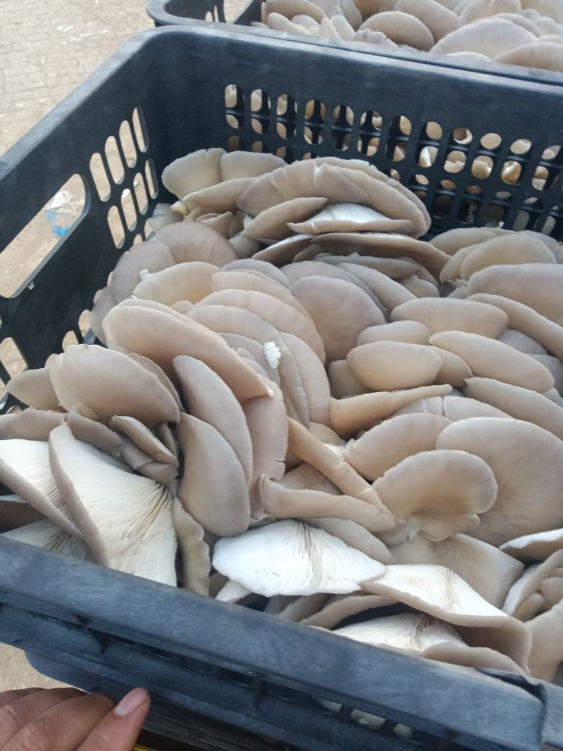 河北邯郸【鲍鱼菇】产地直发加工厂一手货源欢迎来电订购