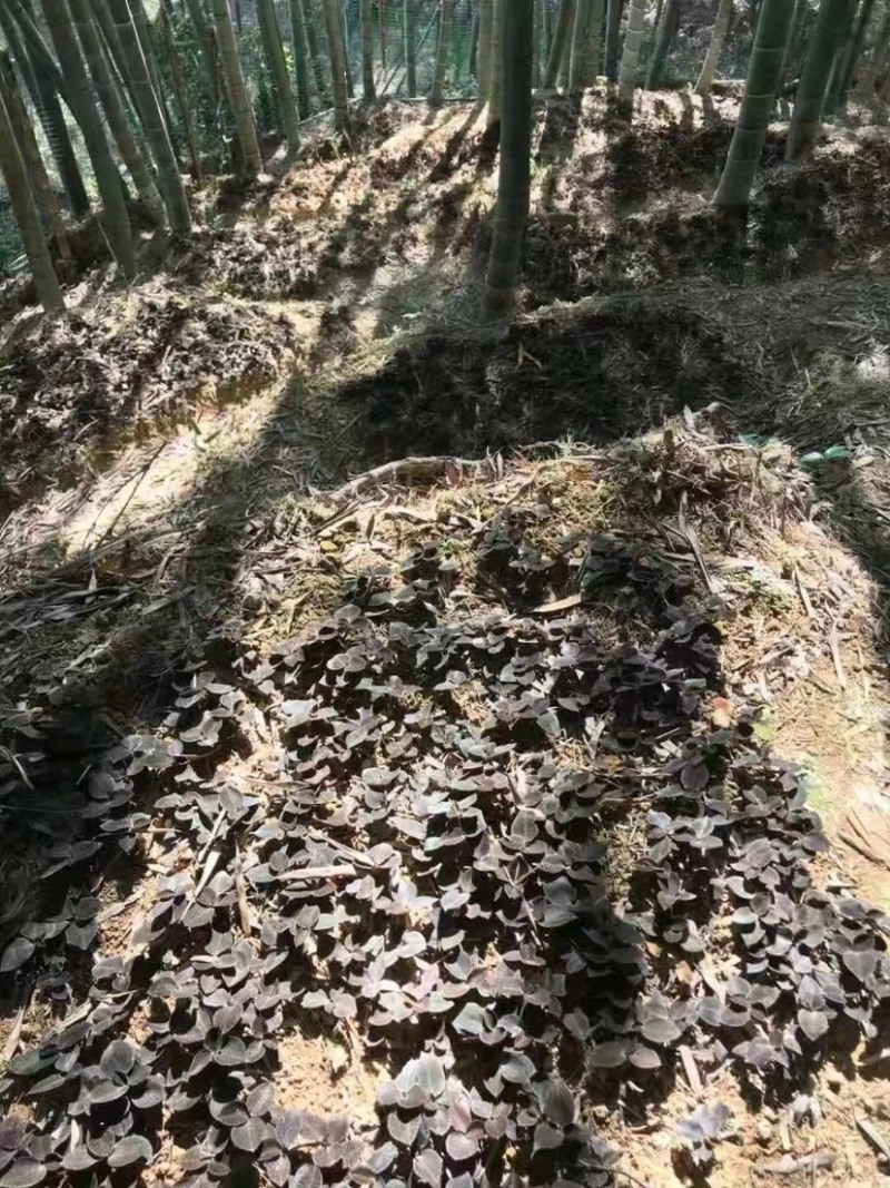 林下仿野生金线莲圆叶干品，鲜品大量有货，基地直发