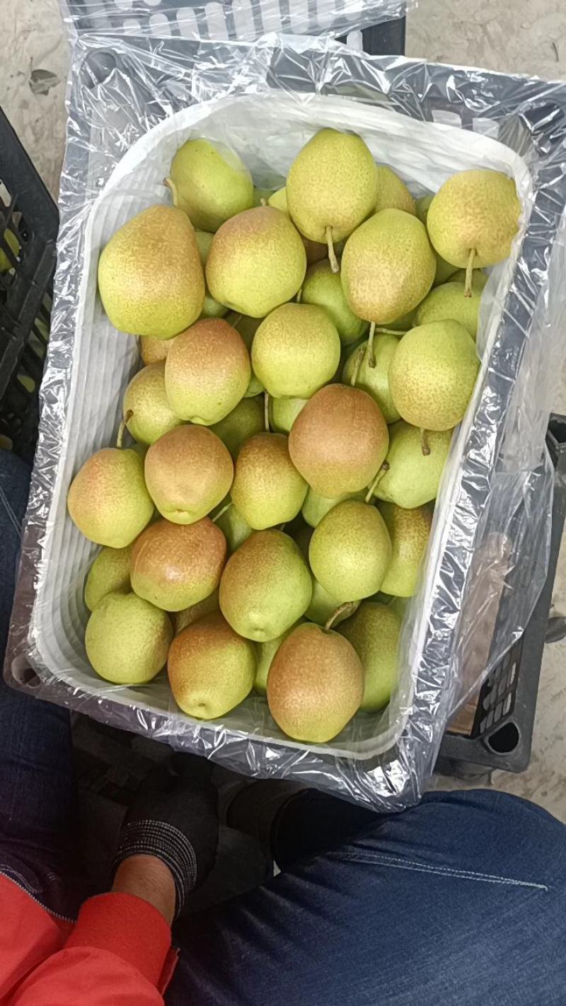 山西运城优质红香酥梨皮薄无渣水分大果面细腻