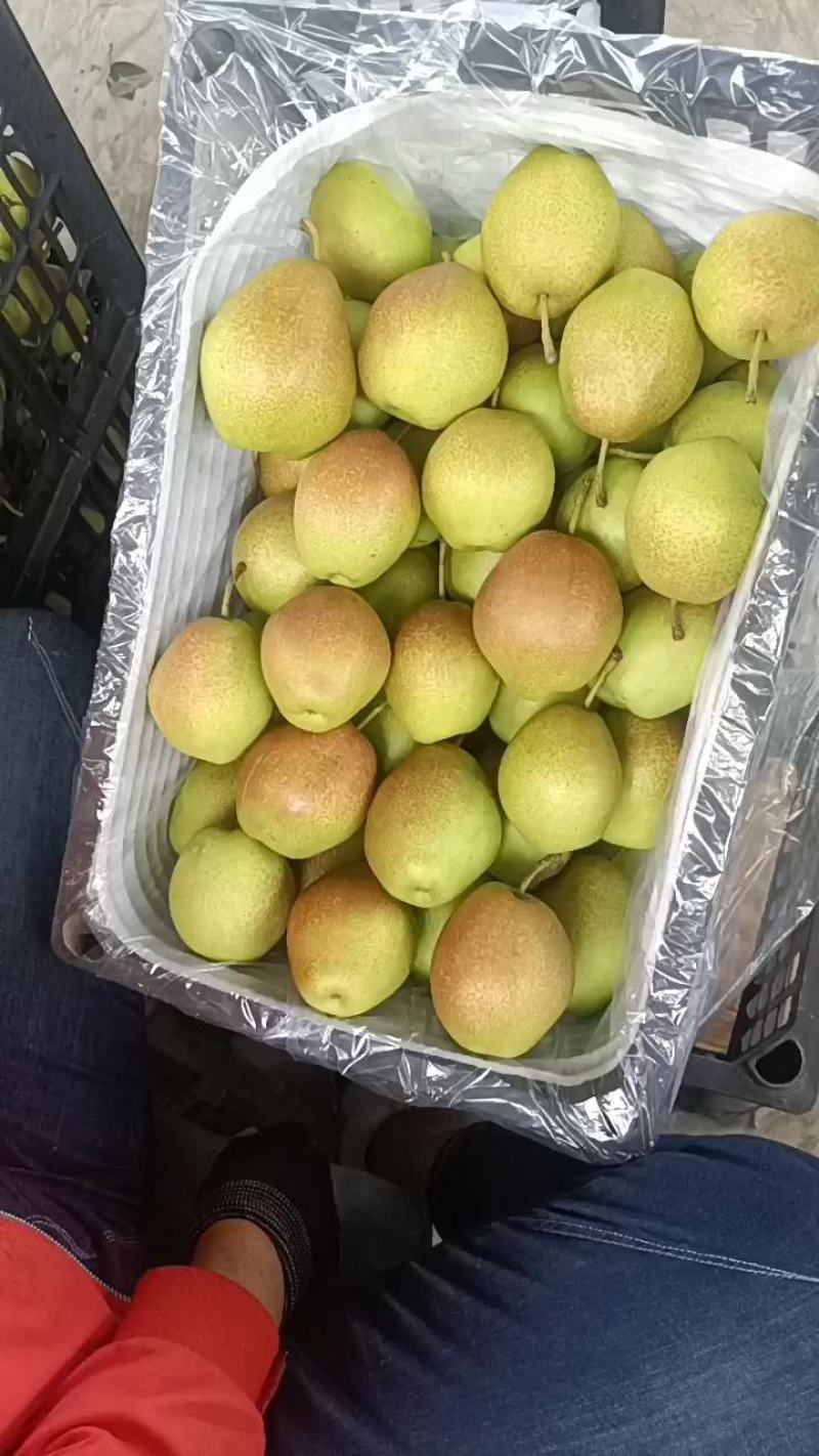 山西运城优质红香酥梨皮薄无渣水分大果面细腻