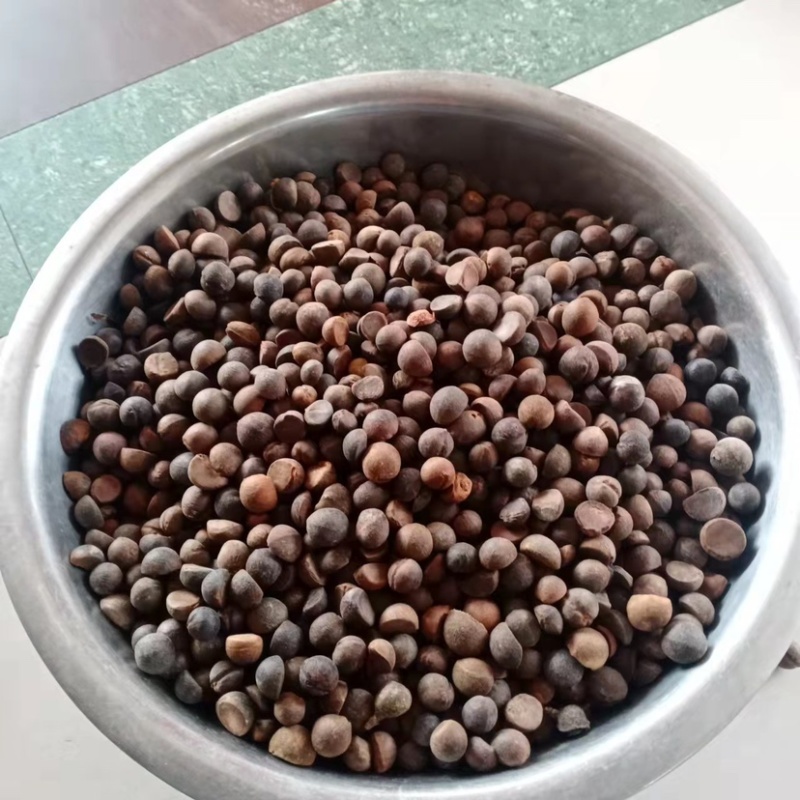 茶籽