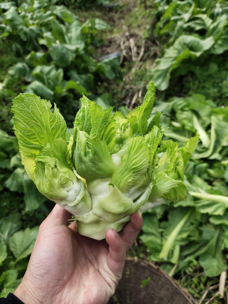 四川本地特早熟儿菜上市，大量供应，需要的可以联系，