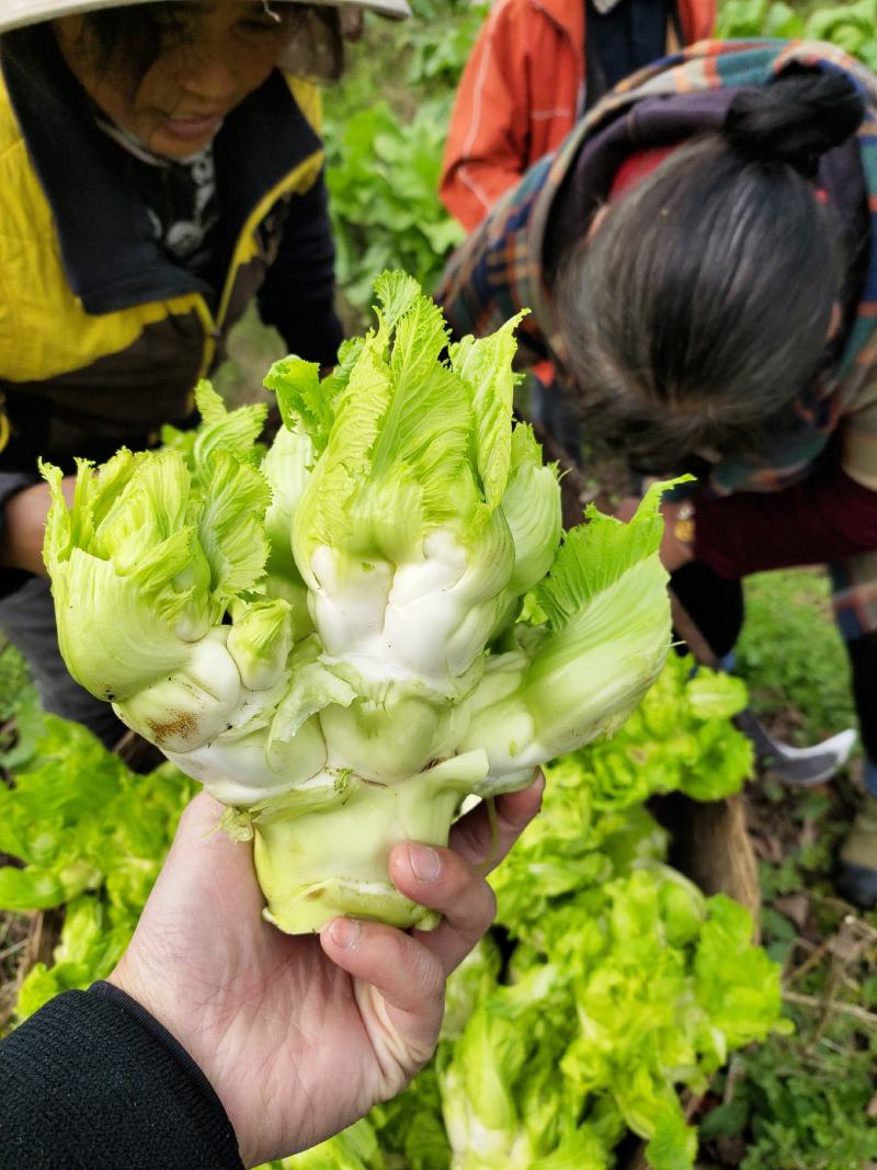 四川本地特早熟儿菜上市，大量供应，需要的可以联系，