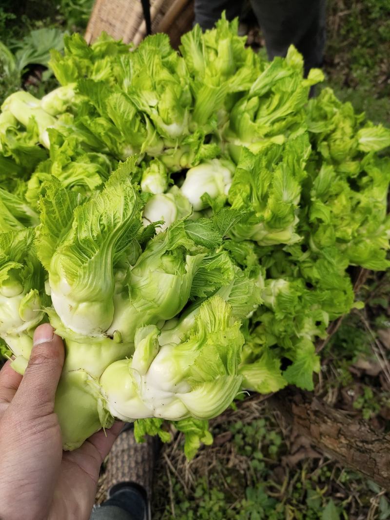 四川本地特早熟儿菜上市，大量供应，需要的可以联系，