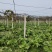 四川本地特早熟儿菜上市，大量供应，需要的可以联系，