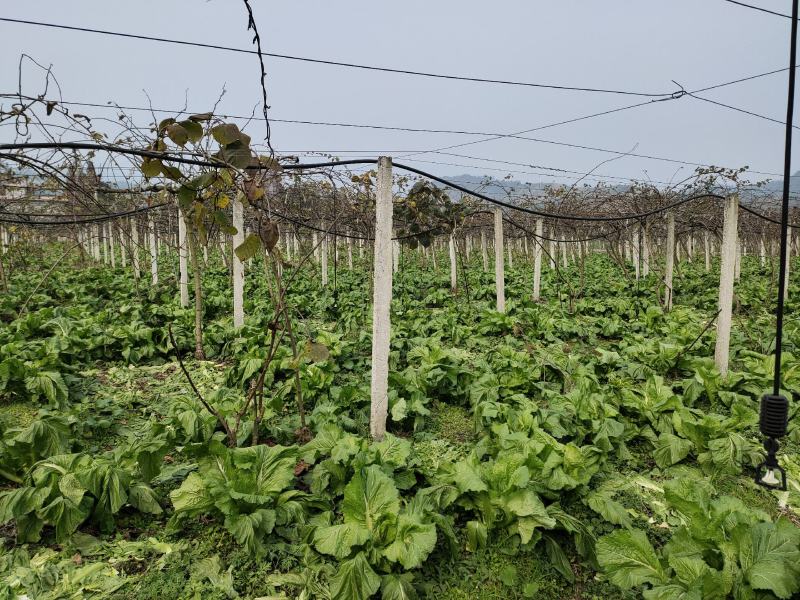 四川本地特早熟儿菜上市，大量供应，需要的可以联系，